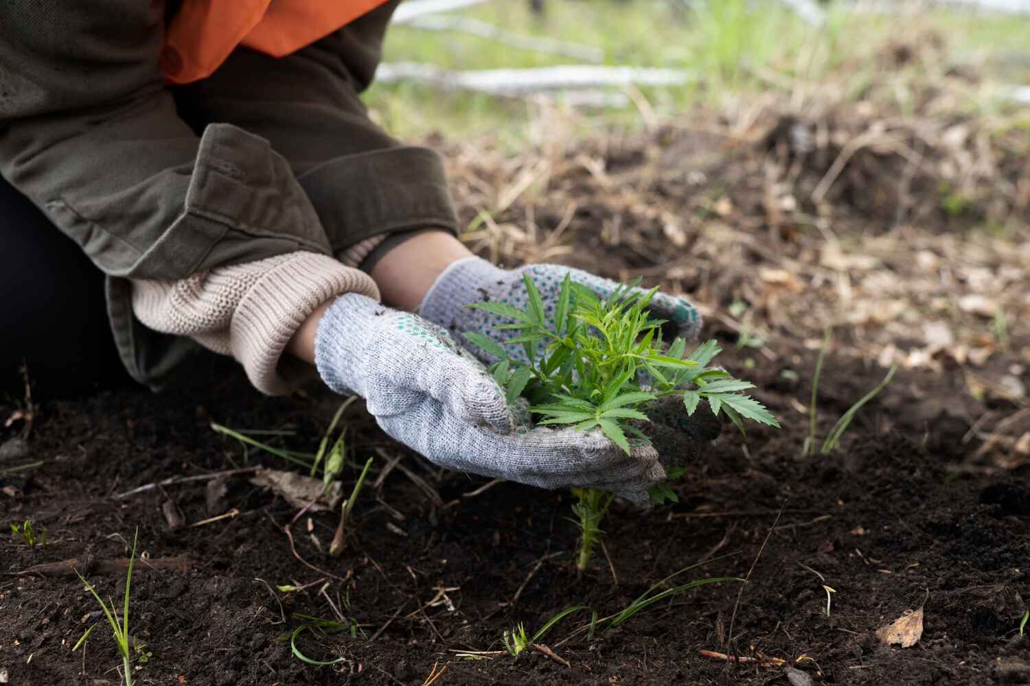 Professional Tree Service in Fabens, TX